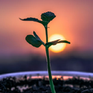 Plant seedling with low sunset in background