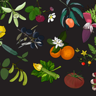 Some of the  284 species of plants included in Conservatory data set. Illustrations by Professor Madelaine Bartlett.