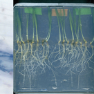 Light microscopy image of a beneficial arbuscular mycorrhiza fungus colonising a barley root (left) and Barley seedlings grown in the laboratory and infected with the root rot fungus Bipolaris sorokiniana resulting in root browning symptoms (right).