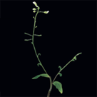 Stem section of Arabidopsis thaliana where two axillary buds are growing