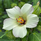Picture showing a Hibiscus Richardsonii flower, with white petals and a dark purple bullseye in the centre