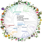 Phylogeny of the 284 species of plants included in Conservatory data set. Conservatory uncovered ~2.3 million conserved non-coding DNA sequences across 284 plant species from 72 families including eudicots, monocots, gymnosperms, and algae.