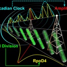 How the cyanobacterial circadian clock couples to pulsatile processes