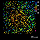 Salicylic Acid biosensor, SalicS1, tracks the immune hormone salicylic acid (SA). This movie show SA accumulation spreading from the site of pathogen invasion on an Arabidopsis leaf.