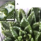 Vaterite Hydathodes