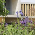 View of Sainsbury Laboratory from Cambridge University Botanic Garden in spring with irises, tulips and other flowers in foreground