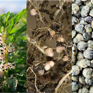 Montage featuring pea and broadbean plants, root nodules, and dried lentils and beans.
