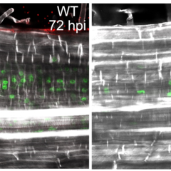 LSH genes are required for the development of nodule primordia that can support bacterial colonisation: Confocal image of WT and lsh1/lsh2 roots 24 and 72 hpi with S. meliloti. 