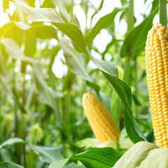 Maize in field with corb ears in foreground.