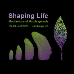 Sainsbury Laboratory Symposium 2026 logo - Shaping Life-Mechanisms of Morphogenesis. Timelapse of a developing Arabidopsis leaf imaged at 9-12 days old under a confocal microscope, with cells segmented and coloured using MorphographX software. Images by Sarah Attrill.