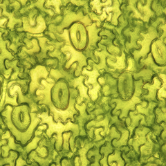 Microscopic image of a leaf surface showing many irregularly shaped plant cells with wavy, puzzle-like edges. Scattered among the cells are several oval-shaped structures called stomata, each outlined clearly and containing a vertical slit-like opening in the center. The image is predominantly yellow-green, with darker green outlines highlighting the cell walls and the stomata. The guard cells surrounding each stoma appear slightly thicker and more defined than the surrounding epidermal cells. 
