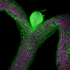 Arabidopsis thaliana seedling
