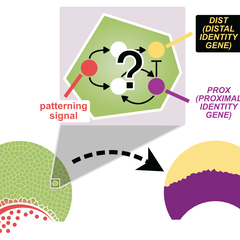 A twodimensional, cell-based model representing the petal epidermis. Gene regulation dynamics, governed by a GRN are simulated within each epidermal cell to drive the patterned expression of a PROX and a DIST that results in the phenotype of a petal split into two segments with the cream distal segment of the petal distinct from the proximal segment that has different cells forming a bullseye as seen in the Hibiscus trionum.