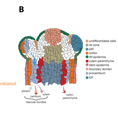 Graphic of infloresence meristem with cells coloured to represent their different trajectories to become vascular tissues (phloem, cambium and xylem) and other tissues such as petals/sepals and cortex.