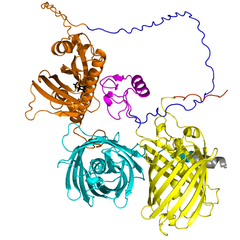 A protein structure model of the ABACUS2 biosensor made by the Jones lab to detect the plant hormone ABA
