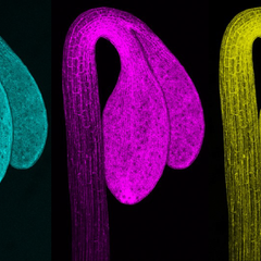 Confocal imaging of FRET biosensor in Arabidopsis apical hook. Image by Maxime Josse.