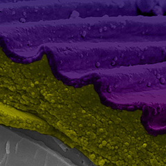 Cryo-scanning electron microscopy of Hibiscus trionum petal fracture with false colour processing showing the cuticle has two physically distinct layers. Credit: Raymond Wightman. False color processing by Gareth Evans.
