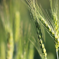 Close-up of barley in field