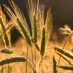 Barley growing in field