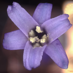 British bluebell flower imaged under a white light and scanning electron microscope showing details of stigma and anthers. Images by Gareth Evans and Trevor Groves FRMS.