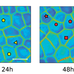 Atomic force microscopy time course on the imaged cells. Plots of the stiffness and contact point maps for the dividing cells at different HAD (24 HAD and 48 HAD) for M. polymorpha. (Scale bar, 20 m.) 