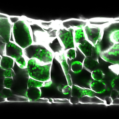 Cross section of an Arabidopsis thaliana leaf showing the two layers of photosynthetic tissue – the palisade (more tightly packed cells in upper half) and spongy mesophyll (randomly spaced irregular shaped cells in lower half). Image by Emilio Aldorino.