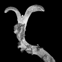 Confocal image of Arabiopsis seedling with cracks. Image by James Fitzsimons.