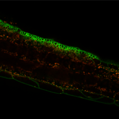 Confocal microscopy images of an Arabidopsis thaliana hypocotyl where localised sectors of over expressing CYCD3:1 gene, a dominant driver of the G1/S transition in the cell cycle induce cell division and changes cell junctions. Image by Mahwish Ejaz.