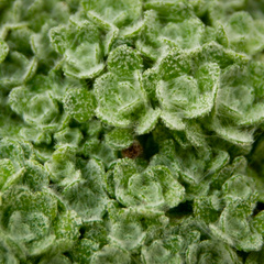 Dionysia tapetodes is an alpine plant with leaves covered in woolly farina. Image by Matthieu Bourdon .