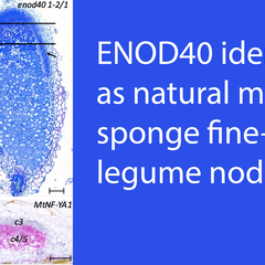Microscopy images of nodues showing that enod40-1-2/1 nodules have wild type-like morphology and MtENOD40 and MtNF-YA1 have similar spatial expression patterns during nodule primordium formation.