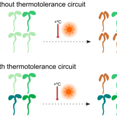Gene circuits will be tested for their ability to enhance traits like thermotolerance and drought resistance in Arabidopsis thaliana plants. Graphic by Chris Micklem.