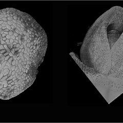 3D reconstruction of Marchantia (left) and barley meristem using the new Flip-Flap protocol