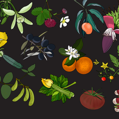 Some of the  284 species of plants included in Conservatory data set. Illustrations by Professor Madelaine Bartlett.