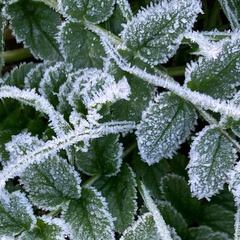 Frost on green leaves