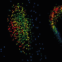 GPS2 biosensor microscopy imaging shows GA accumulates early in the nodule development and persist in the nodule apex.