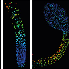 Biosensor imaging of a seedling, measuring how the concentrations of the plant hormone gibberellin change as the plant grows. Credit: Annalisa Rizza.