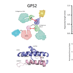 Engineering the orthogonalized and more reversible GPS2 biosensor to reduce GPS1 interference with and by endogenous signaling via re-engineering the GID1–DELLA interaction interface