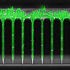 Cyanobacterium Synechococcus elongatus in Green Mother Machine. A freeze-frame of a timelapse movie. Cells are entrained in the chip. Image by Sasha Eremina.