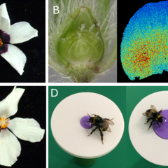 Dr Lucie Riglet has developed a quantitative imaging pipeline and deciphered the mechanisms specifying the distinct bullseye regions in developing petals of Hibiscus trionum combining imaging, genetics, computational modelling and bumblebee behaviour.