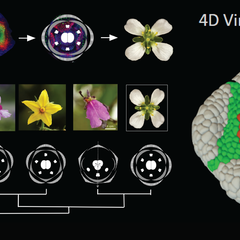 Images and graphics of early flower development patterns in different flowers, including the model flower Arabidopsis, which will be studied in the RESYDE project. Image on right of model of 4D virtual flower in early development.