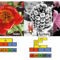 Evolutionary conservation of the ABC model and its variants. Images of four flower examples - grass, tulips, columbine and orchid.