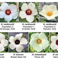 11 species of Hibiscus flowers showing variation in bullseye size.