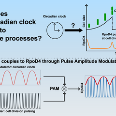 Graphical abstract illustrating how the cyanobacterial circadian clock couples to pulsatile processes. The clock couples to RpoD4 through Pulse Amplitude Modulation (PAM).