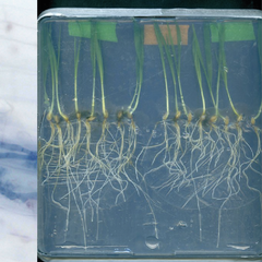 Light microscopy image of a beneficial arbuscular mycorrhiza fungus colonising a barley root (left) and Barley seedlings grown in the laboratory and infected with the root rot fungus Bipolaris sorokiniana resulting in root browning symptoms (right).