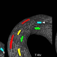 Light induced apical hook opening