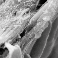 Liriodendron tulipifera wood ultrastructure as seen under a cryo-SEM