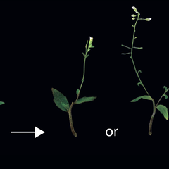 Section of Arabidopsis stem with two axillary buds and their associated leaves. Local and systemic signalling signalling network influences whether one bud grows and rapidly inhibits the other (middle) or whether both buds grow simultaneously.