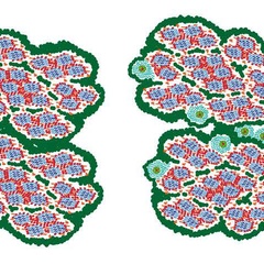 Model of poplar macrofibril assembly without (left) and with callose deposition (right).