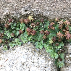 Marchantia polymorpha growing between pavement cracks. Image by Sebastian Schornack