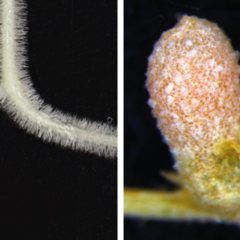 Lateral root & nodule images by Katharina Schiessl